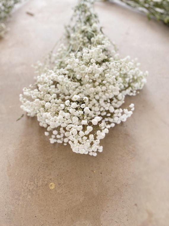 Preserved Baby's Breath Gypsophila - Off-White, Ivory, Cream  (Medium-to-Large Bloom) –