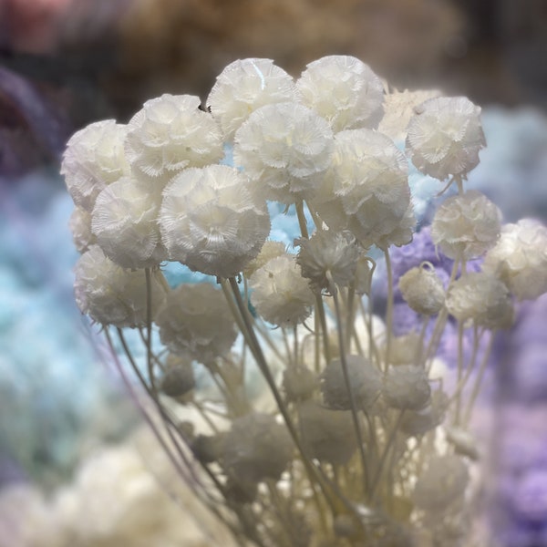 Flor de estrella conservada Scabiosa, corte textural, Fata Morgana, flor de pincushion, ramo de flores secas