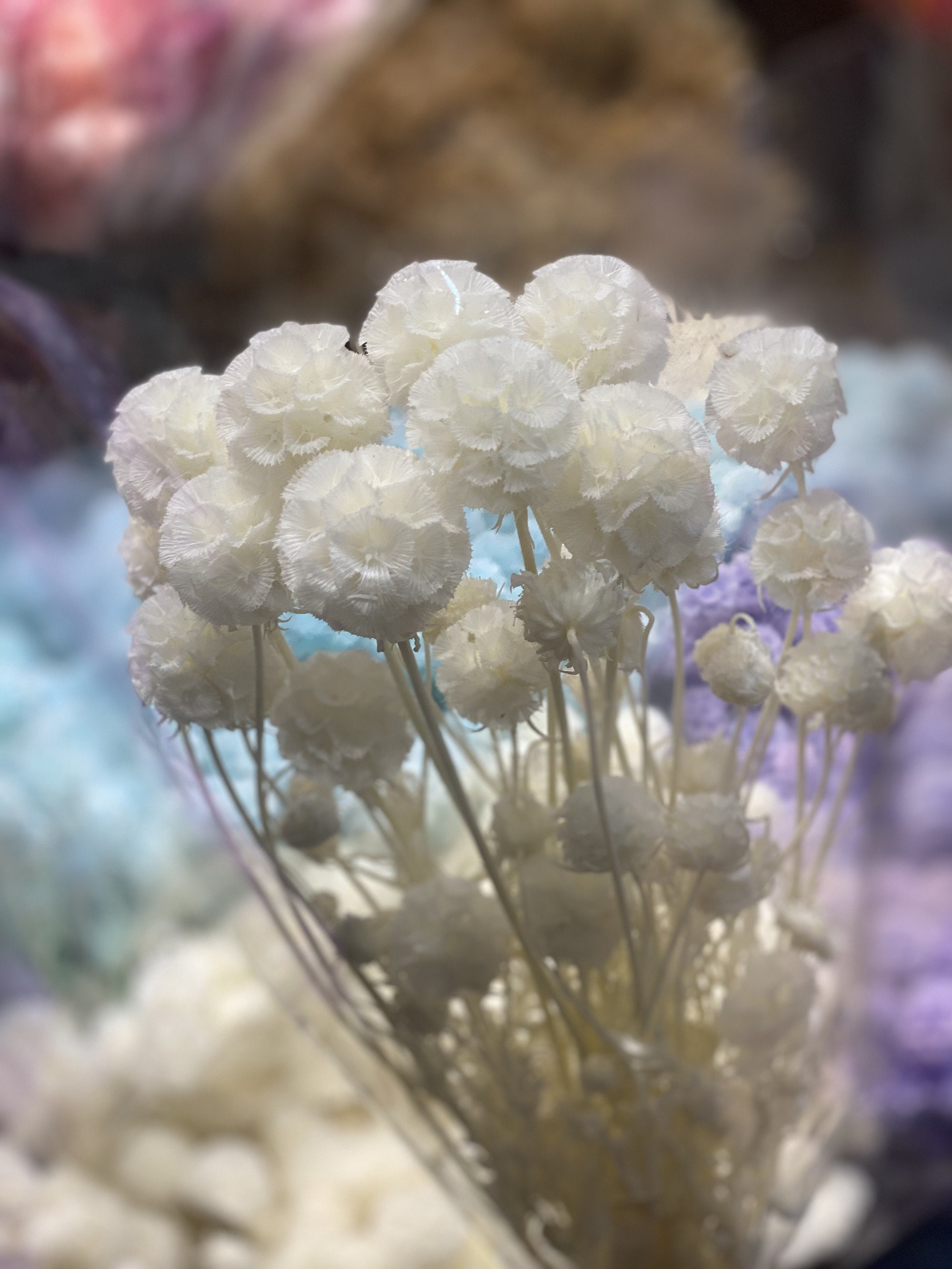 Preserved  Starflower Scabiosa,textural cut,Fata Morgana,Pincushion flower ,driedflowerbouquet