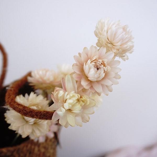 Antique White Dried Light Pink Strawflower Cream Dried Helichrysum