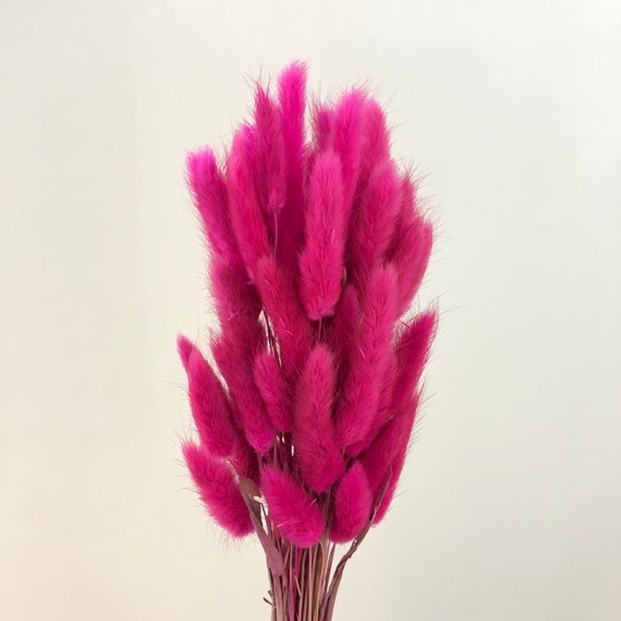 About 60 Stems of High-quality Natural Dried Flowers, Bouquets, Flower  Arrangements, Rabbit Tail Grass 