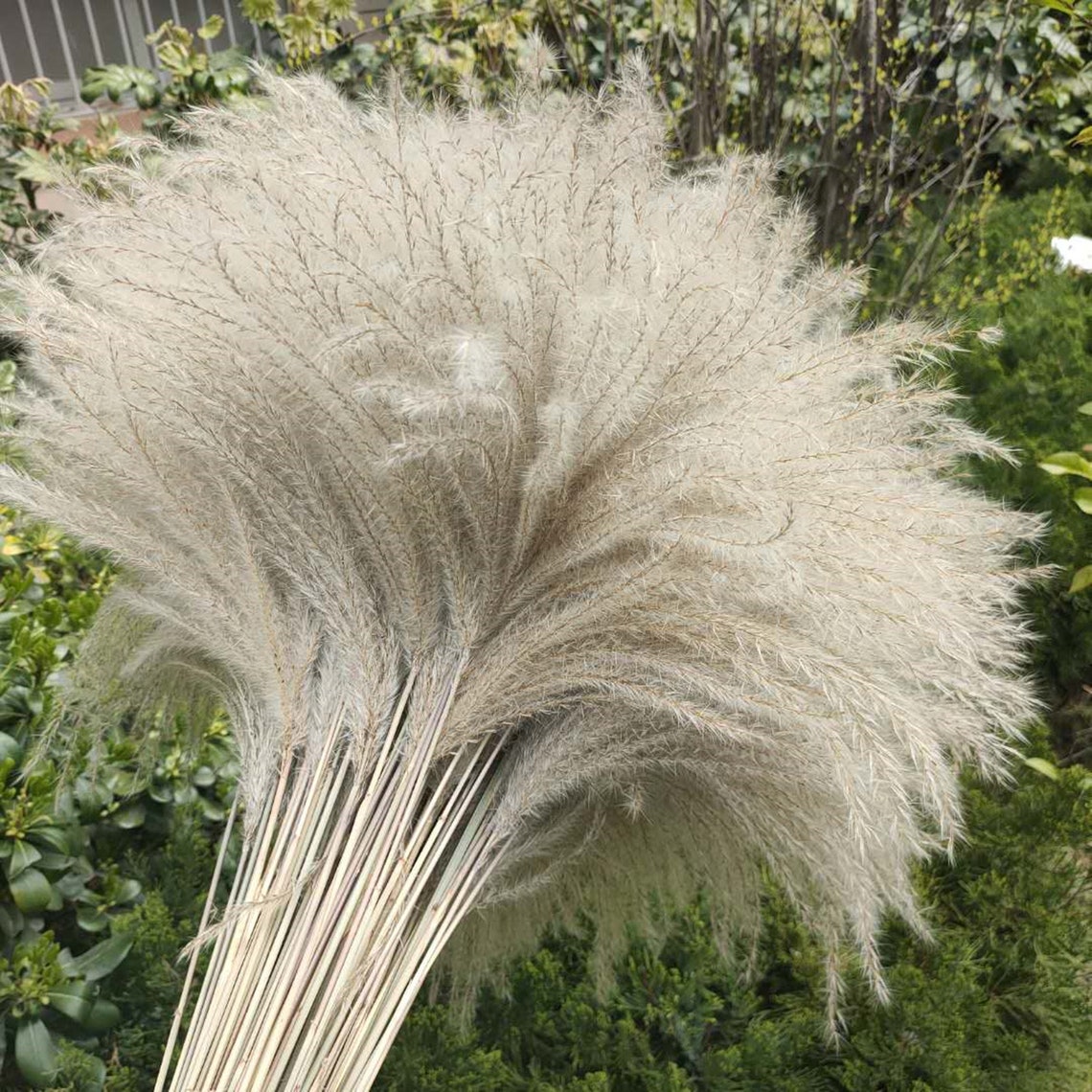 Natural reed bouquet plant wedding flowers home decoration 31 Etsy