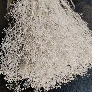 Dried baby&#39;s breath, Preserved baby&#39;s breath, natural dried gypsophilia,Blush