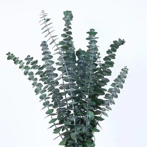 Wholesale  Preserved Eucalyptus  Green - Dark - Green red -Terracotta