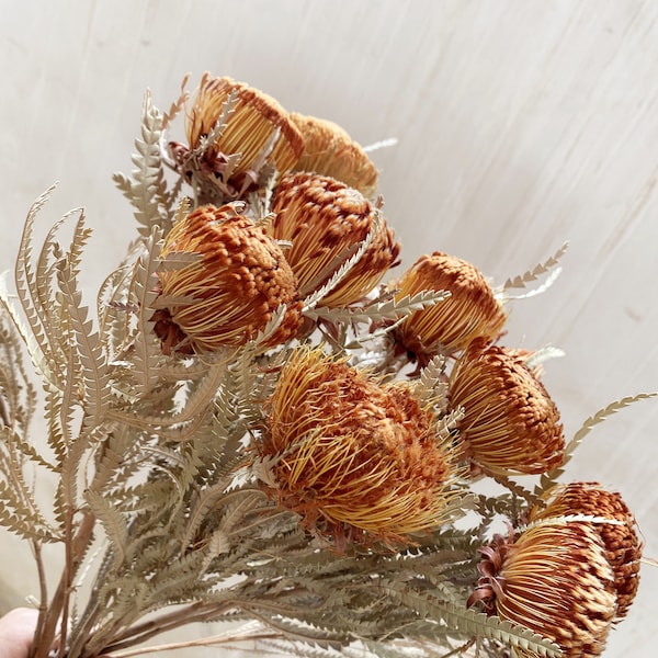 Autumn Leucospermum nutans ，  protea branches， natural protea