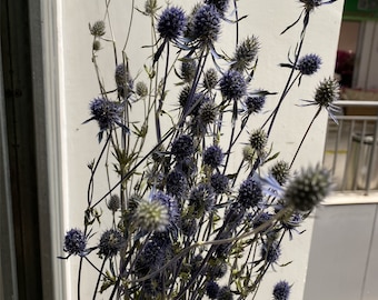 Preserved Thistle /Natural Dried Thistle / Dried Flowers / Dried Deep Sea Blue Thistle Sea Holly one Bundle