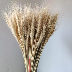Puede incluir: Un ramo de tallos de trigo secos, de color beige claro. Las espigas de trigo son detalladas, con largas y finas aristas. Los tallos están atados con una cinta roja, creando una estética natural y rústica. Ideal para la decoración del hogar.