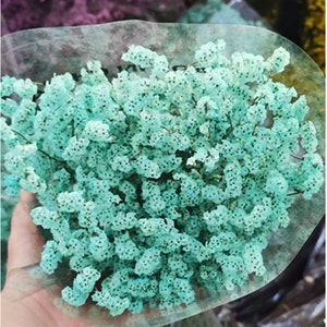 Preserved German Statice, Limonium Dried Flower, Floral arrangement, Wedding, DIY flower arranging