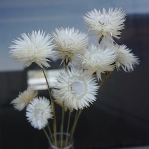 Dried White 10 Head Everlasting Straw Flowers Natural White Daisies Dry Florals Helichrysums White Flower Arrangement| Wedding