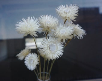 Pode incluir: Um buquê de flores brancas e pontiagudas em um vaso de vidro transparente. As flores têm formato de estrela com pétalas finas e delicadas. O fundo é uma visão desfocada de uma janela e um exterior escuro.