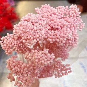 Bund Konservierte REISBLUME Pflanze |Blush&Cream | Getrocknete Blumen | DIY Hochzeit Boho Decor Crafts Arrangement Korb Blumenmuster