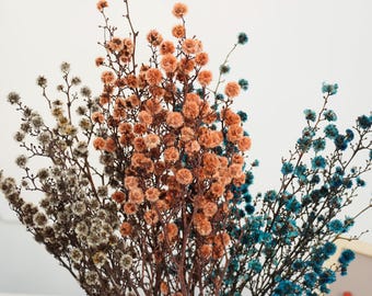 Ramo de Stirlingia preservada, flores secas, arreglos florales DIY de Starlinger