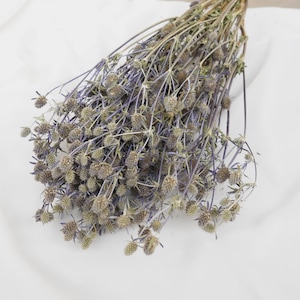 Preserved Thistle /Natural Dried Thistle / Dried Flowers / Dried Deep Sea Blue Thistle Sea Holly one Bundle