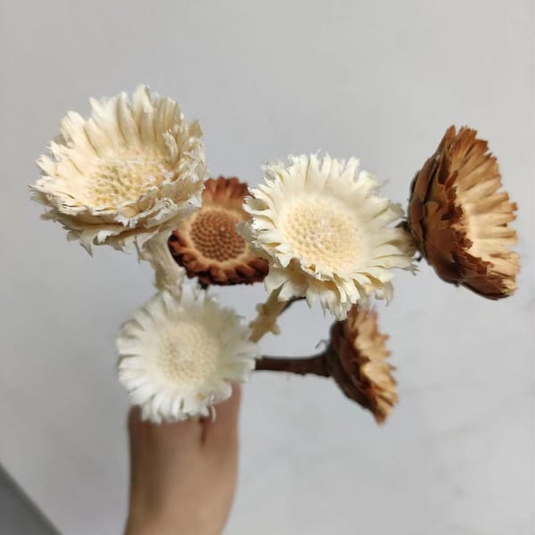 Preserved Protea Flowers