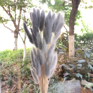 60 X  Pearl Gray  of high-quality natural dried flowers, bouquets, flower arrangements, rabbit tail grass