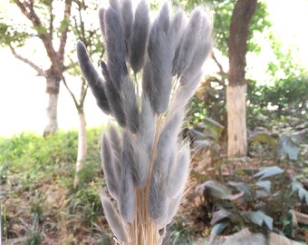 60 X  Pearl Gray  of high-quality natural dried flowers, bouquets, flower arrangements, rabbit tail grass