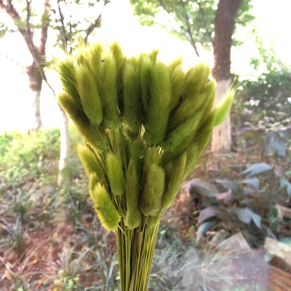 About 60 Stems of High-quality Natural Dried Flowers, Bouquets, Flower  Arrangements, Rabbit Tail Grass 