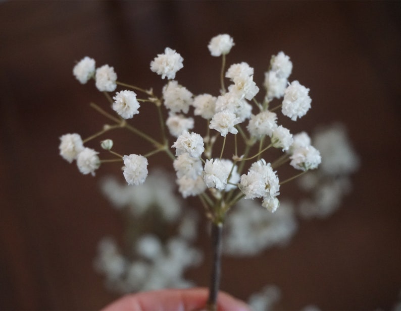 5 24 pieces Baby's Breath Hair Pin, Gypsophila Hair Pin, Baby's Breath Bridal Hair Pin, Bridal Hair Accessories, Dried Flower Hair Pins image 4