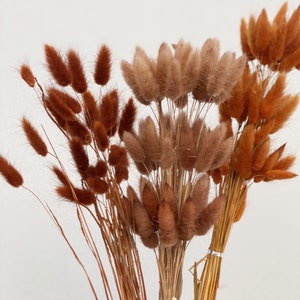Peut inclure: Plusieurs bouquets de lagurus séchés, aux teintes marron et beige. Les fleurs duveteuses sont regroupées, créant une esthétique naturelle et rustique. Les tiges sont attachées avec de la ficelle, sur fond blanc, pour la décoration.