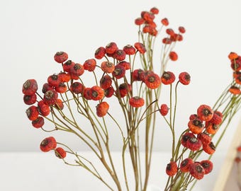 Orange Berry Branch Stem  Dried Rose Fruits bunch natural red rose fruits
