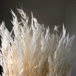 About 50 stems of dried oat/avena sativa flowers, white bleached, home decoration, wedding decoration | DIY dried flower arrangement,