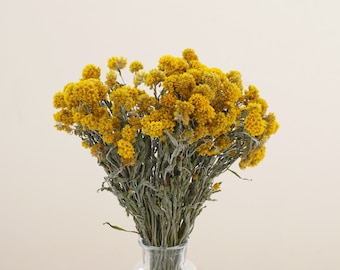 Könnte beinhalten: Ein Strauß getrockneter gelber Blumen in einer durchsichtigen Glasvase. Die Blumen haben eine geclusterte, kugelförmige Form und sind leuchtend gelb. Die Stiele sind gedämpft grün und braun, und die Vase steht auf einer weißen Oberfläche vor einem neutralen Hintergrund.