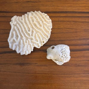 May include: Two pieces of natural coral on a wooden surface. One is a large, off-white brain coral with intricate patterns. The other is a smaller, textured coral piece with holes and a rough surface. The coral is a light beige colour.
