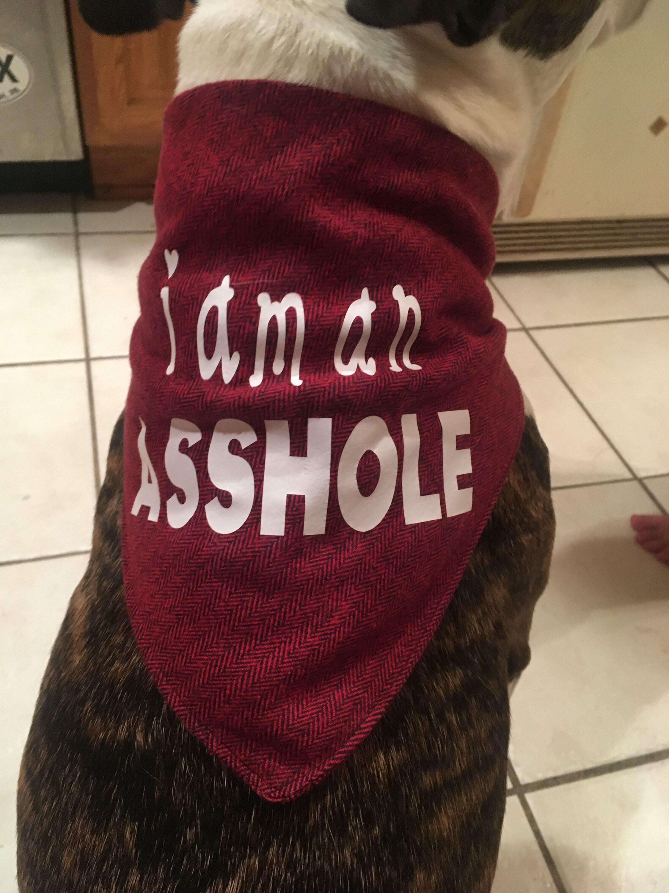 Nervous Rescue Dog Bandana Etsy