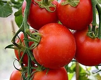 42 Day - Fastest Tomato in the World to Ripen! - 40 Seeds - Buy any 3, 20% off!