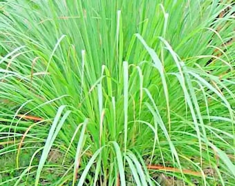 Lemongrass Herb Heirloom Seeds - Culinary & Medicinal Herb, Tropical Herb, Hydroponics, OP, Non-GMO