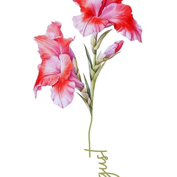 flor de nacimiento agosto, Gladiolo ,2 diseños, 2pdf, 2jpg, 2png,  1 gif, uso comercial, pngs para usar directamente para diseñar, gladiolus