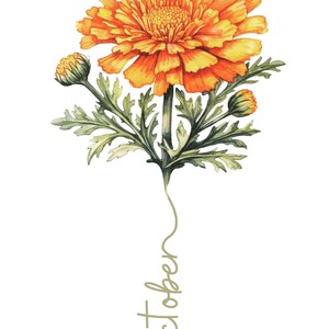 flor de nacimiento oktober, calendula 2 afbeeldingen, 2pdf, 2jpg, 2png, hoge resolutie 1 gif, gebruik commercieel, gebruik direct voor weergave