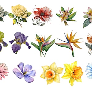 flores prediseñadas para uso en manualidades o diseños para imprimir, tarjetas postales, diseños para camisetas, tazas y mas objetos, flores