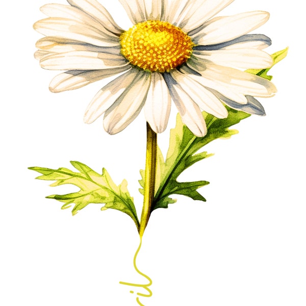 flor de nacimiento abril margarita, regalo personalizado, 2 diseños, daisy, 2jpg, 2 png, 2 pdf alta resolucion , regalo  cumpleaños original