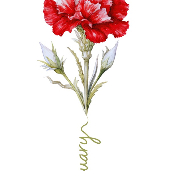 flor de nacimiento enero, clavel 2 diseños, 2pdf, 2jpg, 2png, alta resolucion 1 gif, uso comercial, pngs para usar directamente para diseñar