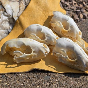 Craft Raccoon Skull Box: Osteology Specimen, Bone Art Supply