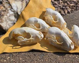 Craft Raccoon Skull Box