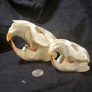 Beaver Skull