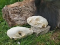 Raccoon Skull: Osteology Specimen, Bone Art Supply