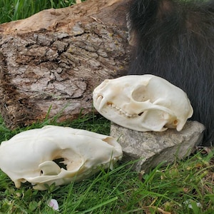 Raccoon Skull