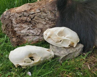 Raccoon Skull