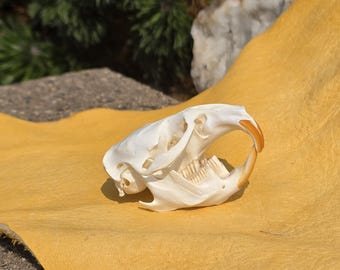 Muskrat Skull