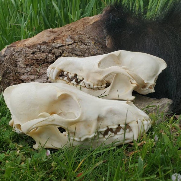 Coyote Skull