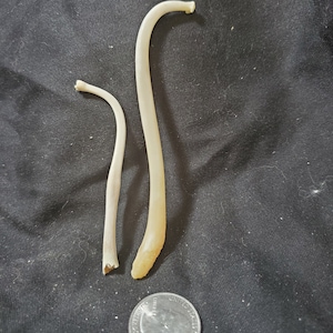 Raccoon Baculum