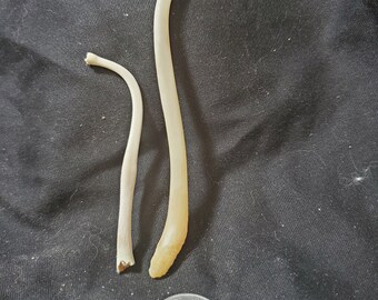 Baculum