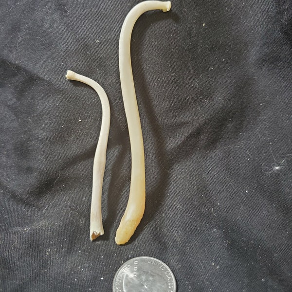 Raccoon Baculum