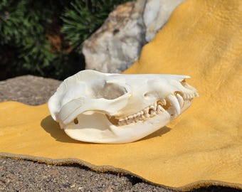 Opposum Skull