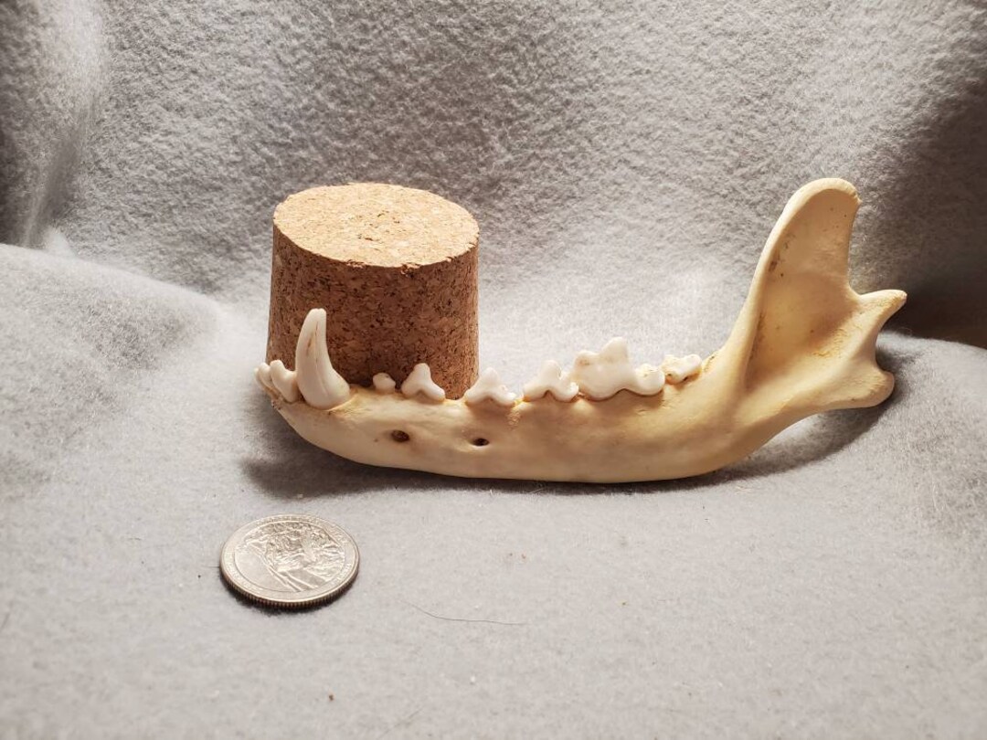 Real Coyote Jaw Bone - Etsy