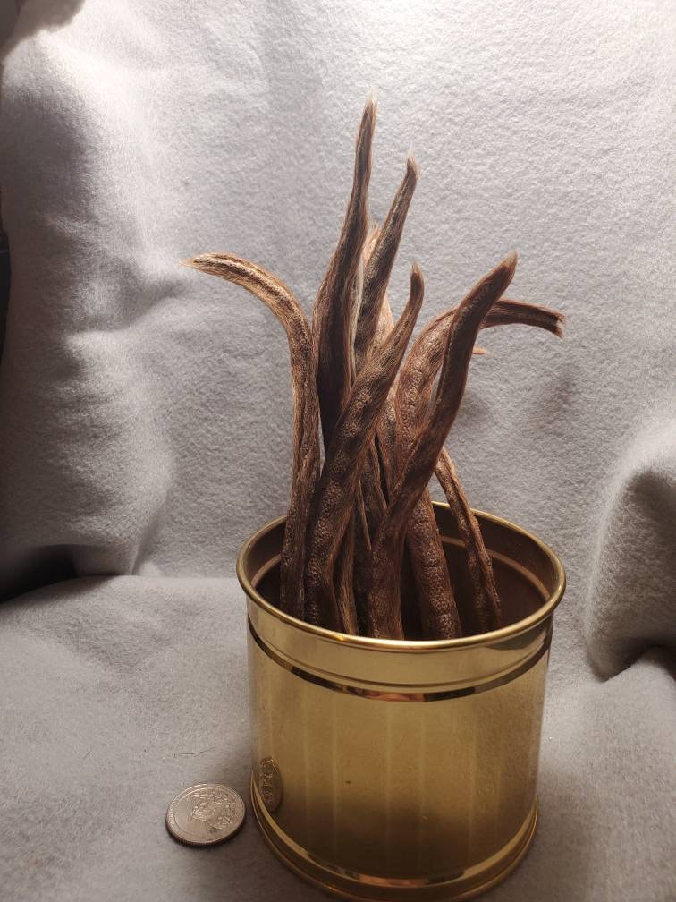 Mummified Muskrat Tail