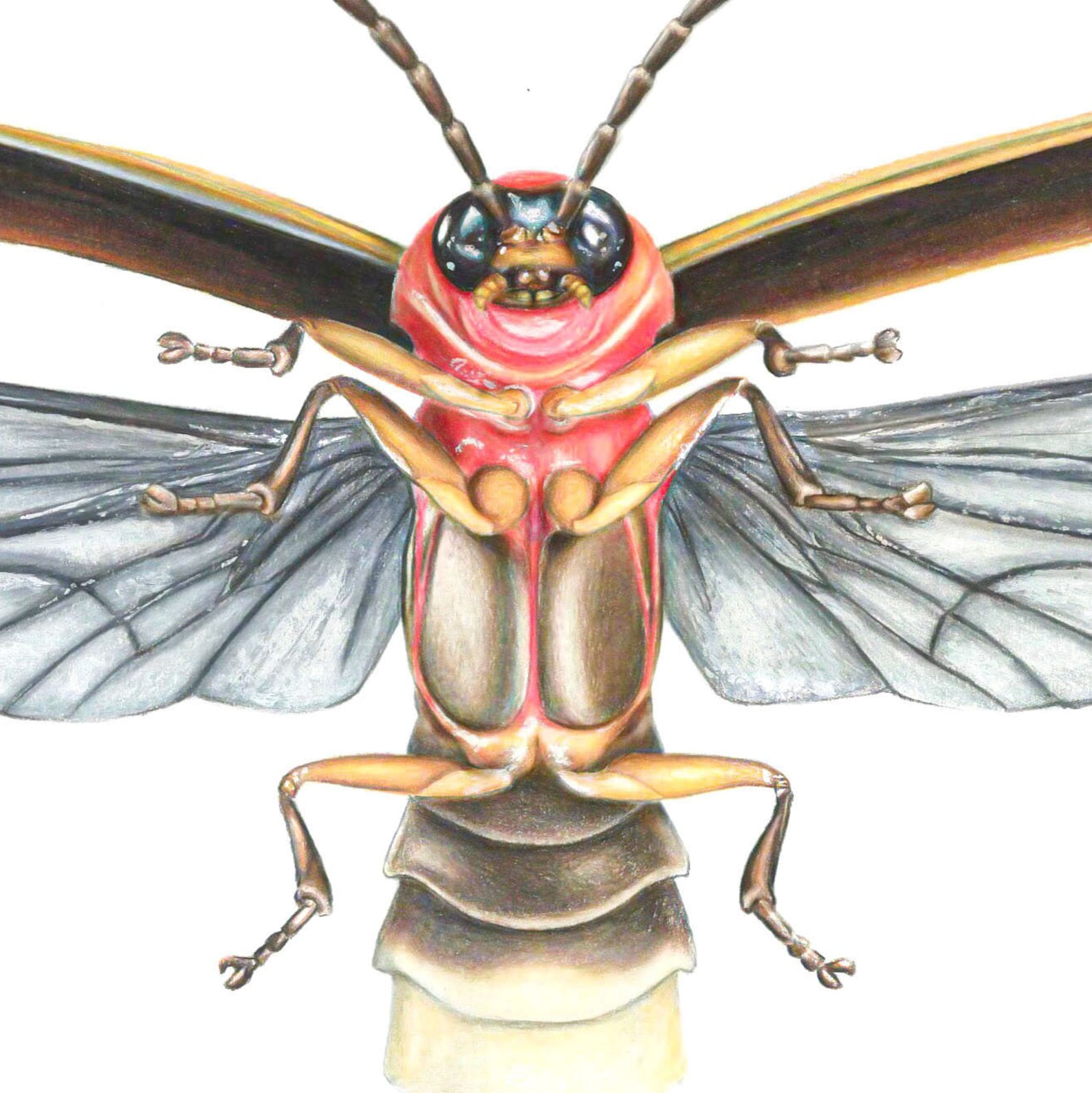Handmade Firefly Fine Art Print Graphite Illustration of this Etsy